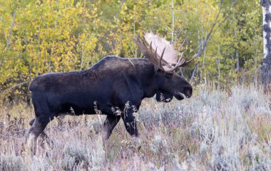 Wyoming 'deki sonbahar monotonluğu sırasında bir geyik.