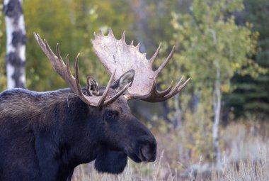 Wyoming 'deki sonbahar monotonluğu sırasında bir geyik.