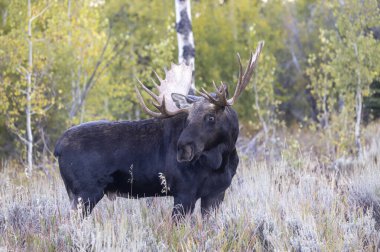 Wyoming 'deki sonbahar monotonluğu sırasında bir geyik.