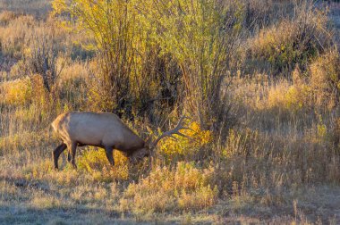 Sonbaharda Wyoming 'de tekdüze bir geyik.
