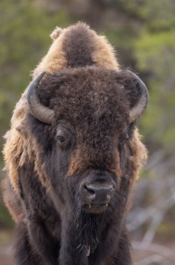 Yellowstone Ulusal Parkı Wyoming 'de ilkbaharda bir bizon.