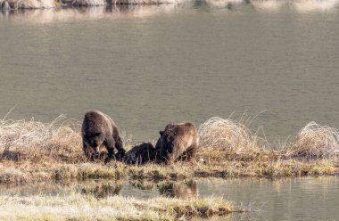 Baharda Yellowstone Ulusal Parkı Wyoming 'de bir leşin üzerinde boz ayı dişi ve yavruları.