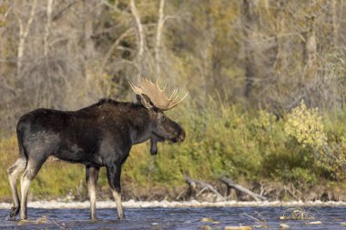 Sonbaharda Wyoming 'de monoton bir geyik.