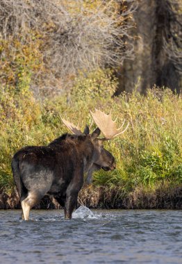 Sonbaharda Wyoming 'de monoton bir geyik.