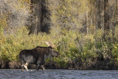 Sonbaharda Wyoming 'de monoton bir geyik.