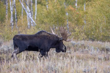 Sonbaharda Wyoming 'de monoton bir geyik.