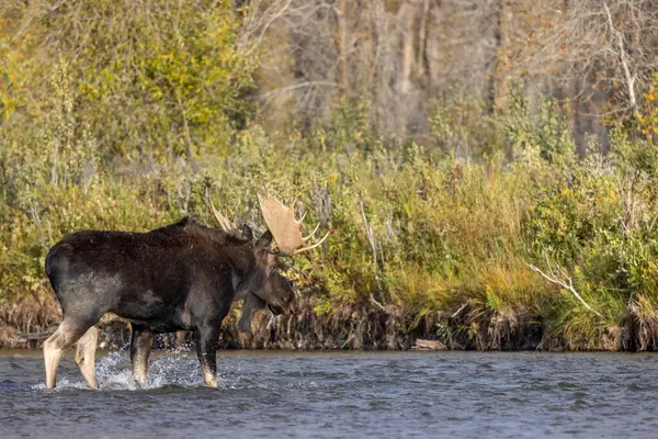 Sonbaharda Wyoming 'de monoton bir geyik.