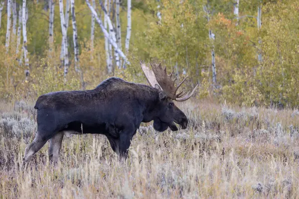 Stock image a bull moose during the rut in Wyoming in autumn