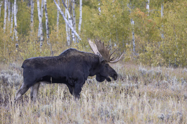 a bull moose during the rut in Wyoming in autumn