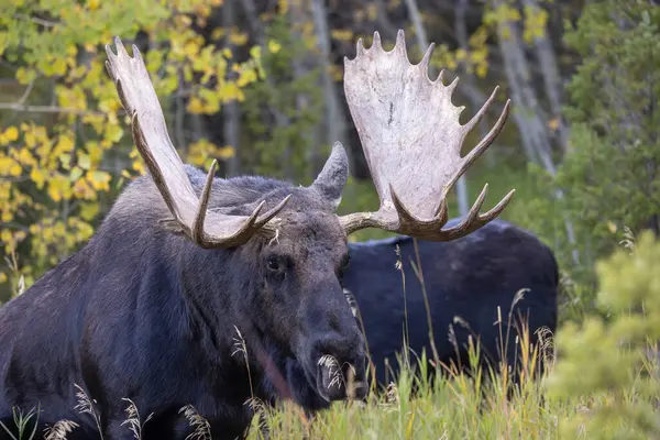 Sonbaharda Wyoming 'de monoton bir geyik.
