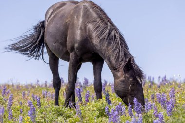 Yazın Montana 'daki Pryor Dağları' nda vahşi bir at