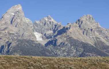 Grand Teton Ulusal Parkı Wyoming 'de sonbaharda tekdüze geçen bir geyik.