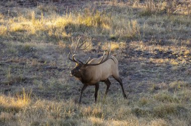 Grand Teton Ulusal Parkı Wyoming 'de sonbaharda tekdüze geçen bir geyik.