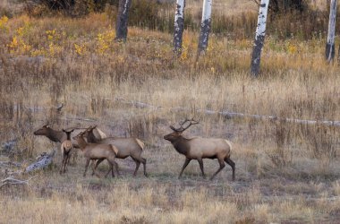 Sonbaharda Wyoming 'de tekdüze geçen boğa ve inek geyiği.