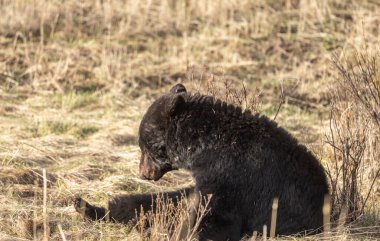 Yellowstone Ulusal Parkı Wyoming 'de baharda bir kara ayı.