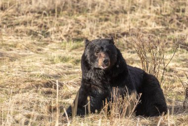 Yellowstone Ulusal Parkı Wyoming 'de baharda bir kara ayı.