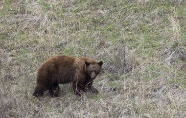 Yellowstone Ulusal Parkı Wyoming 'de baharda bir kara ayı.