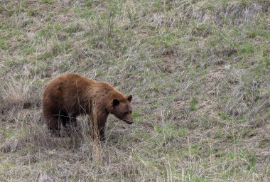 Yellowstone Ulusal Parkı Wyoming 'de baharda bir kara ayı.