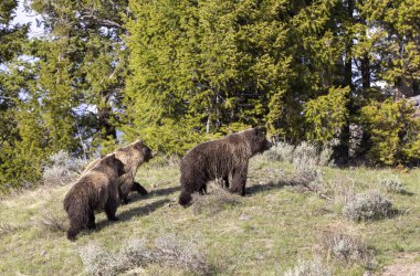 Baharda Yellowstone Ulusal Parkı Wyoming 'de boz ayılar