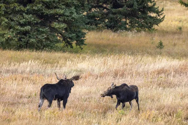 stock image a bull and cow moose during the rut in autumn in Wyoming
