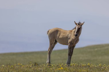 Yazın Montana 'daki Pryor Dağları' nda vahşi bir at yavrusu. 