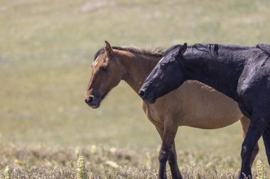 wild horses in summer in the Pryor Mountains Montana
