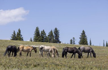 wild horses in summer in the Pryor Mountains Montana