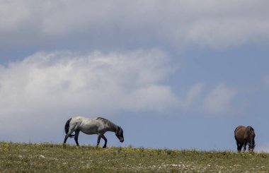 wild horses in summer in the Pryor Mountains Montana