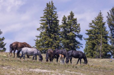wild horses in summer in the Pryor Mountains Montana