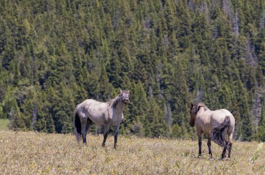 wild horses in summer in the Pryor Mountains Montana