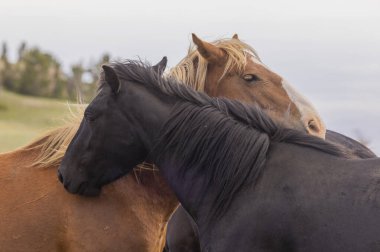 wild horses in summer in the Pryor Mountains Montana