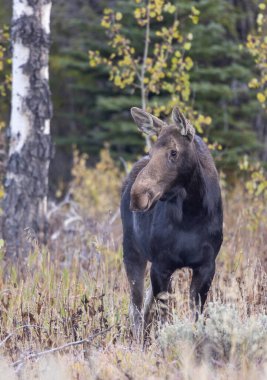 İnek geyiği Wyoming 'de sonbaharda