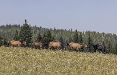 wild horses in summer in the Pryor Mountains Montana