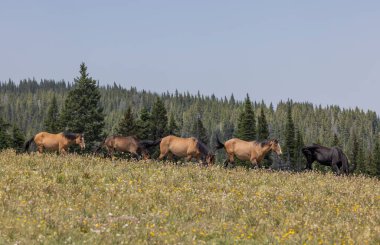 wild horses in summer in the Pryor Mountains Montana