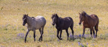 wild horses in summer in the Pryor Mountains Montana
