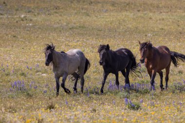 wild horses in summer in the Pryor Mountains Montana