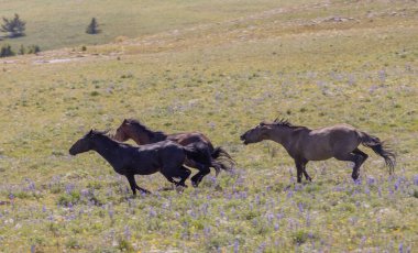 wild horses in summer in the Pryor Mountains Montana