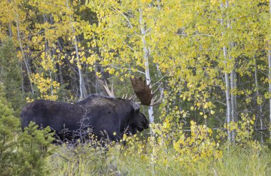 Wyoming 'de sonbaharda bir boğa geyik çiftleşmesi yaşarmış.