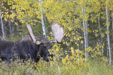 Wyoming 'de sonbaharda bir boğa geyik çiftleşmesi yaşarmış.