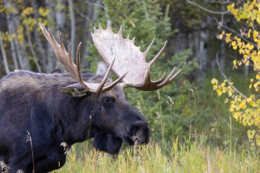 Wyoming 'de sonbaharda bir boğa geyik çiftleşmesi yaşarmış.