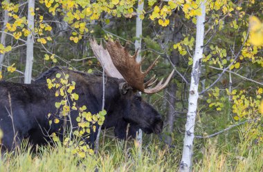 Wyoming 'de sonbaharda bir boğa geyik çiftleşmesi yaşarmış.