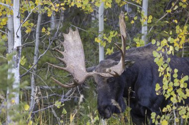 Wyoming 'de sonbaharda bir boğa geyik çiftleşmesi yaşarmış.