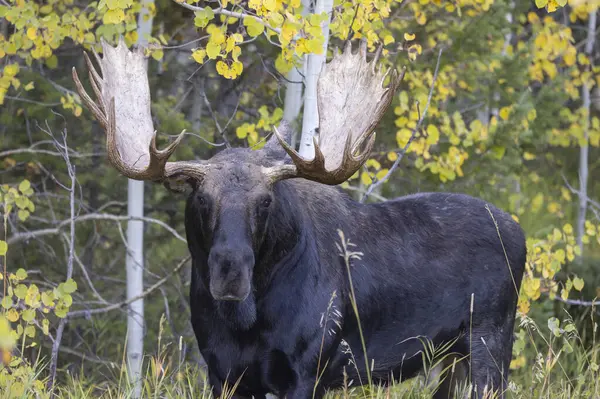 stock image a bull shiras moose during the rut in Wyoming in autumn