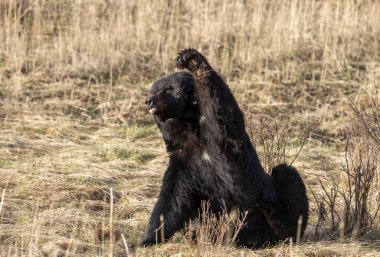 Baharda Yellowstone Ulusal Parkı 'nda bir kara ayı.