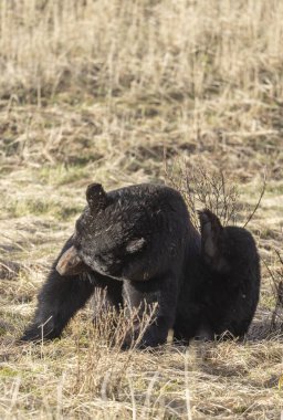 Baharda Yellowstone Ulusal Parkı 'nda bir kara ayı.