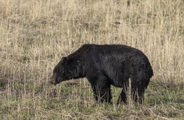 Baharda Yellowstone Ulusal Parkı 'nda bir kara ayı.