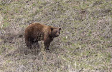 Baharda Yellowstone Ulusal Parkı 'nda bir kara ayı.