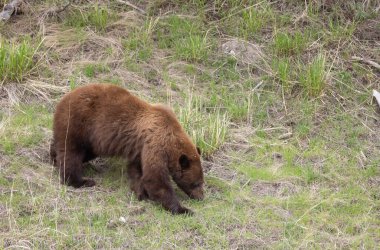 Baharda Yellowstone Ulusal Parkı 'nda bir kara ayı.