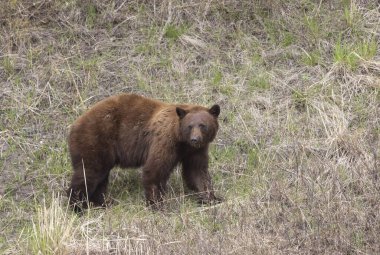 Baharda Yellowstone Ulusal Parkı 'nda bir kara ayı.