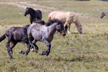 wild horses in summer in the Pryor Mountains Montana